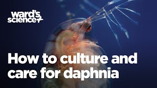 Caring and Culturing for Daphnia [upl. by Sungam]