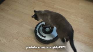 Cat shows HOW TO use iRobot Roomba Vacuum [upl. by Nedarb]