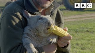 Feeding a farting wombat  BBC [upl. by Jeminah]