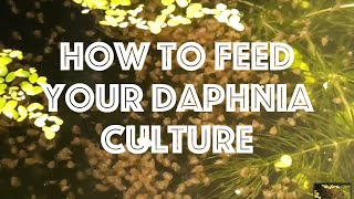 How To Feed Your Daphnia Culture [upl. by Kcirre]