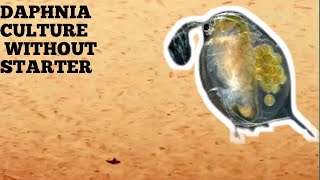 HOW TO CULTURE DAPHNIA NATURALLY WITHOUT A STARTER [upl. by Silva]