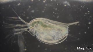 Daphnia magna under the Microscope [upl. by Oirretno]