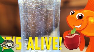 How to culture Vinegar Eels The EASY Way Live Fish Food [upl. by Arretnahs]