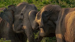 Elephant Steals Calf from Another Female  BBC Earth [upl. by Emsmus723]