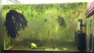 Scuds Daphnia Cherry Shrimp Copepods My aquatic food culture [upl. by Naget]