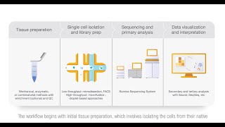 Illumina Singlecell Sequencing and Analysis Workflow [upl. by Animlehliw]