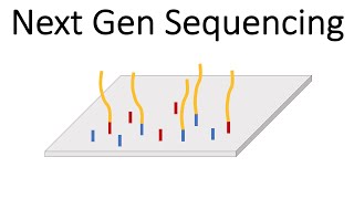 Next Generation Sequencing Illumina  An Introduction [upl. by Mccallion58]