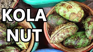 KOLA NUT  The Stimulating Fruit Once Used in COCA COLA  Weird Fruit Explorer ep 379 [upl. by Oiril]