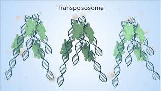 Super longread DNA sequencing results using TELLSeq™ technology [upl. by Ahsinar]