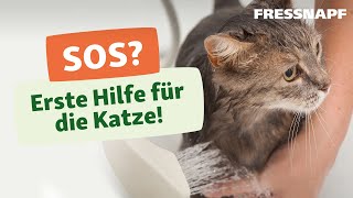 Erste Hilfe bei Katzen [upl. by Haridan690]