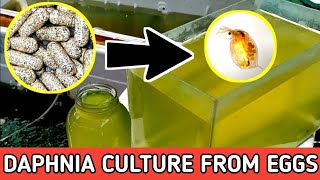 HOW TO HATCH DAPHNIA EGGS  HOW TO CULTURE DAPHNIA [upl. by Nomis771]