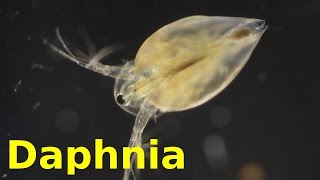 Daphnia [upl. by Frechette]