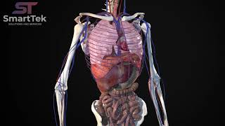 Full Virtual 3D Human Body Anatomy [upl. by Adorne]