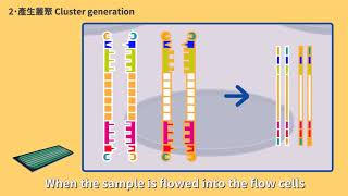 DNA Sequencing Next Generation Sequencing Method NGS [upl. by Joellen]