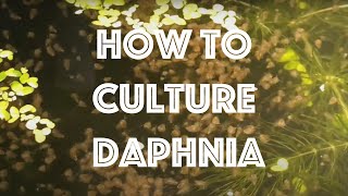 How To Culture Daphnia Magna [upl. by Olim]