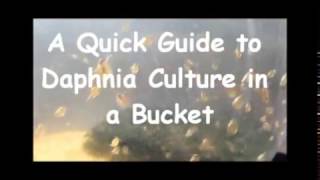 How to culture daphnia outside [upl. by Naillig393]