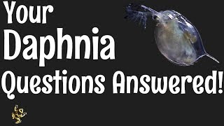 Daphnia Questions Answered [upl. by Arathorn]