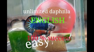 daphnia moina culture Easy way Unlimited production English  with sub Green water Chlorella [upl. by Aelat]