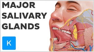 What are the Major Salivary Glands  Human Anatomy  Kenhub [upl. by Volney]