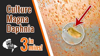 How to culture DAPHNIA MAGNA  The easy way [upl. by Kelci]