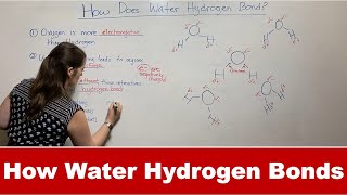 How Water Forms Hydrogen Bonds [upl. by Ailido930]