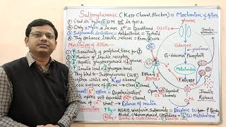 Diabetes Mellitus Part10 Mechanism of Action of Sulfonylurease  Antidiabetic Drugs  Diabetes [upl. by Akemeuwkuhc]