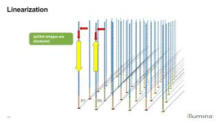 Learn about Illuminas NextGeneration Sequencing Workflow [upl. by Henrieta]