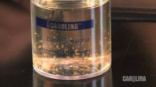 How to Care for Daphnia [upl. by Brannon]