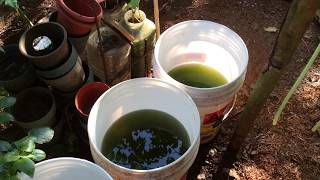 How to grow Green Water Algae [upl. by Yekram]