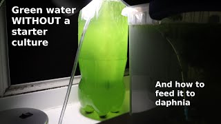 Green Water WITHOUT a Starter Culture  From Scratch  How To [upl. by Nagoh539]