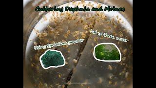 How To Culture Daphnia and Moinas using Green Water Spirulina powder [upl. by Jemine]