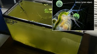 Raising Daphnia for the Freshwater Aquarium [upl. by Champagne]