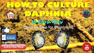 HOW TO CULTURE DAPHNIA In Easy Way [upl. by China]