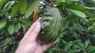 Cola nitida  picking breaking and chewing a fresh Kola nut [upl. by Gibson]